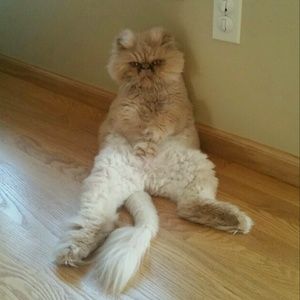 Meet your Posher, Amber